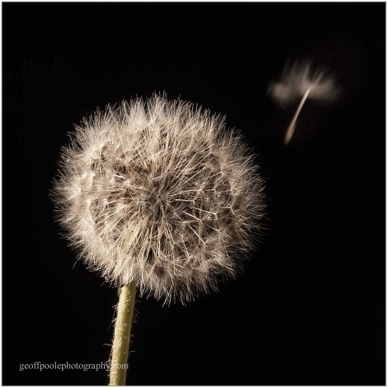 A studio shot, but the movement of the dandelion seed is real.