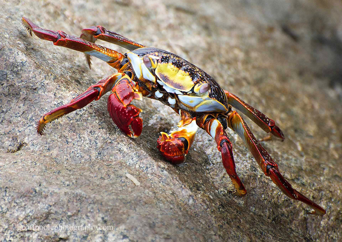 There were lots of these beautiful crabs on the rocks, but required patience to get just the right shot.
